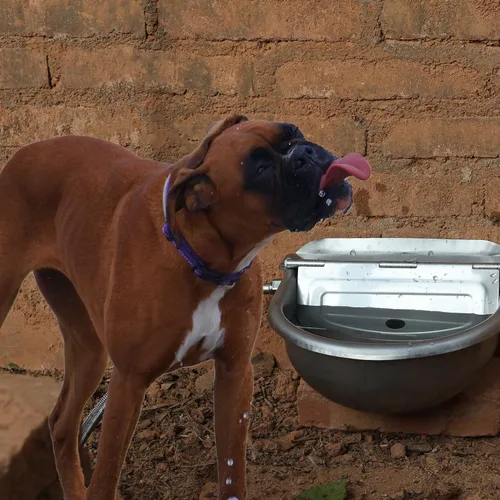 Miniatura 7 de Dispensador automático de cuencos de agua para perros, comedero de agua de acero inoxidable para aves de corral y ganado pequeño
