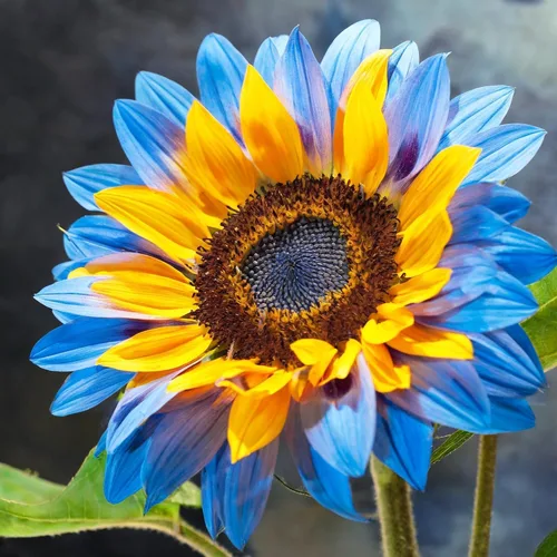 Más de 100 semillas de girasol para plantar, semillas de alta calidad sin OMG, flores gigantes brillantes, anuales de crecimiento rápido para bordes