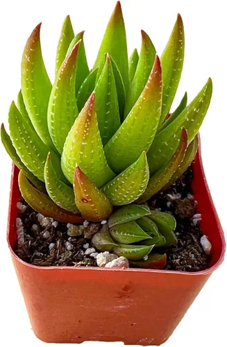 Miniatura 23 de Sprout N Green Sedum Dorado, Sedum adolphi, Mini suculenta viva totalmente enraizada en maceta de inicio de 2 pulgadas con mezcla de tierra, planta