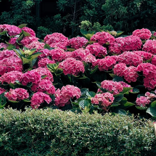 Miniatura 8 de Plantas de árbol de arbusto de hortensias vivas, 5-9 pulgadas de alto, sin maceta, inactivas en invierno, cambian de color, plantación perenne
