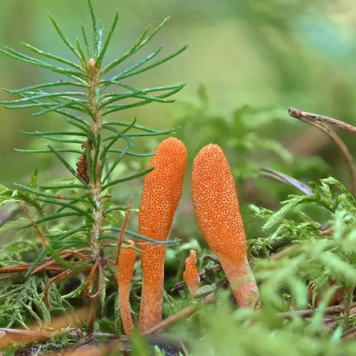 Miniatura 7 de North Spore Cordyceps - Tintura de extracto de hongo, gotas diarias líquidas para energía, resistencia, rendimiento, Cordyceps Militaris orgánico