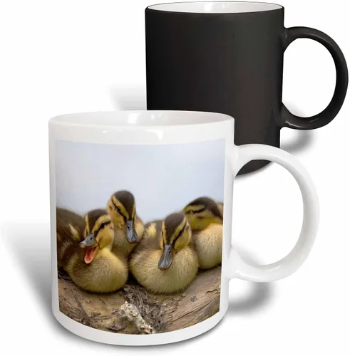 Miniatura 7 de 3dRose Taza de café, tamaño - 11oz - Estados Unidos, Washington, Seattle. Embrague de patos Mallard. Steve Kazlowski - patos - divertido regalo