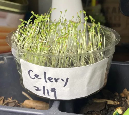 Miniatura 3 de Semillas de apio para plantar. Semillas de jardín sin OMG para microverde. Semillas de vegetales para plantar jardín casero Semillas de reliquia