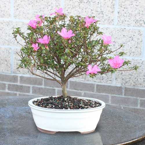 Miniatura 6 de Brussel's Bonsai Live Satsuki Azalea - Árbol bonsái floreciente - Grande, 8 años de edad, 10 a 14 pulgadas - Maceta de cerámica para bonsái