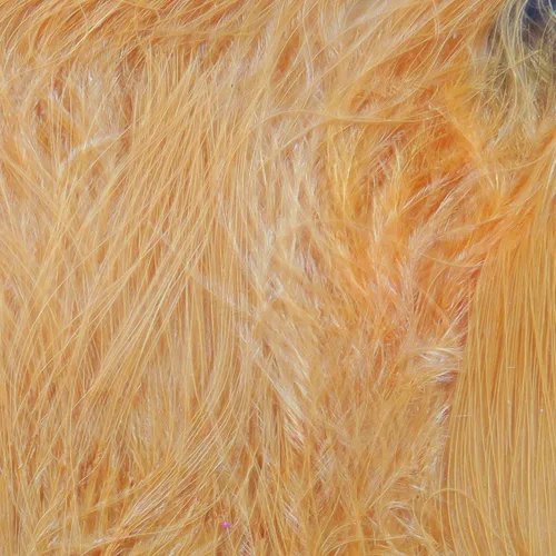 Miniatura 25 de Hareline Marabou Strung Blood Quills 1 OZ Paquete