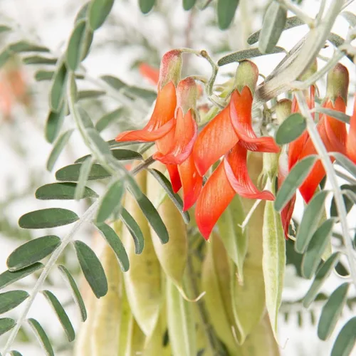 Miniatura 4 de Arbusto de cáncer (Sutherlandia frutescens) - Crece ahora o almacene para futuras plantaciones - Cápsula de 10 semillas