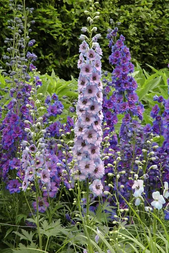 Semillas de flores de Delphinium mixtas - Más de 100 semillas - Cultiva flores silvestres de Delphinium majestuosas - Fabricado en Estados Unidos