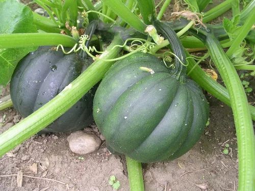 TomorrowSeeds - Table King Bush Semillas de calabaza de bellota - Más de 30 unidades - para plantar invierno y otoño 2025 calabaza pimienta Des
