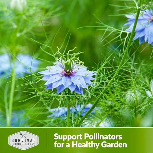 Miniatura 5 de Survival Garden Seeds Nigella Sativa Semillas de comino negro para plantar, 1 paquete Té medicinal de semillas negras y especias culinarias