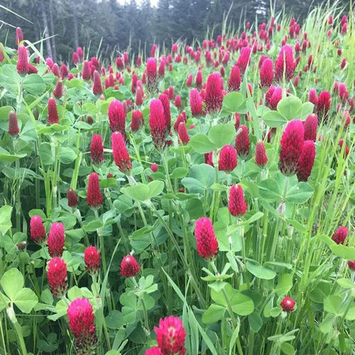 Miniatura 3 de Todd's Seeds Semillas de trébol carmesí germinado, reliquia, sin OMG, sin químicos, alta germinación (una libra)