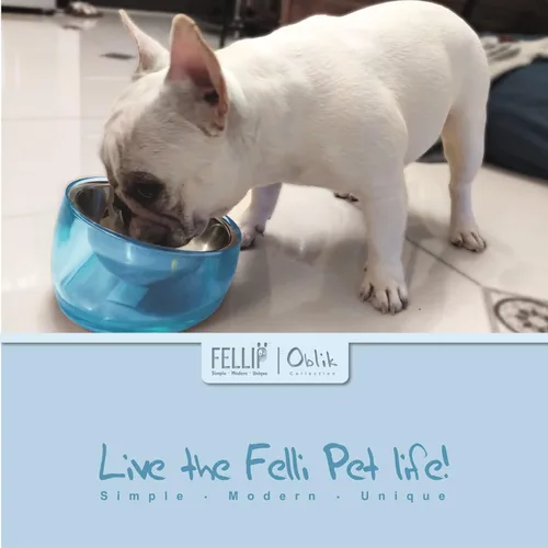 Miniatura 5 de Felli Pet Oblik - Tazón de agua inclinado para comida para perros, plato ovalado de acero inoxidable, ergonómico, en ángulo, a prueba de derrames