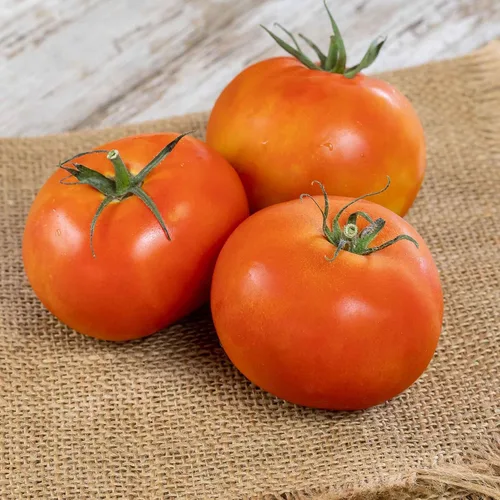 Miniatura 31 de Eden Brothers Semillas de tomate – Semillas de caqui sin OMG para plantar, paquete Semillas de vegetales de bajo mantenimiento, plantas durante