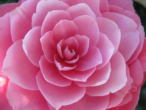 100 colores mezclados doble Camellia Impatiens (Balsam/Lady Slipper/Touch Me Not) Impatiens Balsamina Flower Seeds