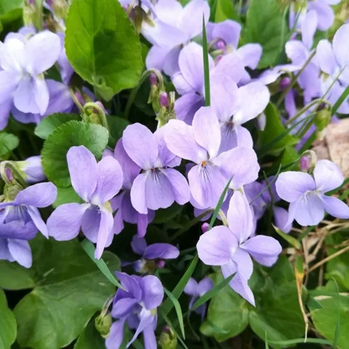 Miniatura 3 de Más de 320 semillas de viola para plantar semillas perennes de flores de violeta dulce sin OMG, flores tradicionales que atraen mariposas