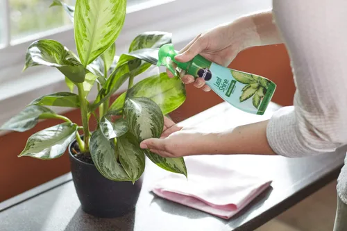 Miniatura 4 de Miracle-Gro Leaf Shine Spray para plantas de interior de hojas duras, limpia y embellece el follaje, 8 onzas líquidas (paquete de 2)