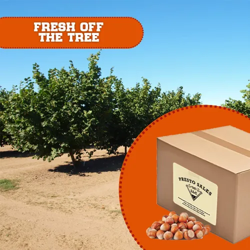 Miniatura 4 de Presto Sales Filberts Avellanas frescas del árbol crudas en cáscara, Oregon, Estados Unidos, divertido de romper – 160 oz (10 libras) Bolsa práctica