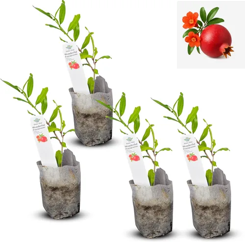 Miniatura 21 de Hibisco Rosa. rosa-sinensis. Planta Viva - Hibisco Tropical en Flor, Flores Bonitas, Usado en Té y Jugo (4 Copas de Hibisco Rosa)