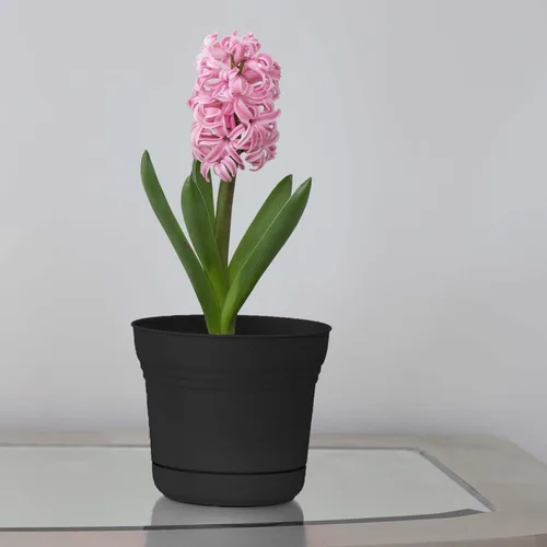 Miniatura 2 de Bloem Saturn 5" Macetero Redondo de Resina Negro con Platillo Encajable para Jardinería Interior y Exterior