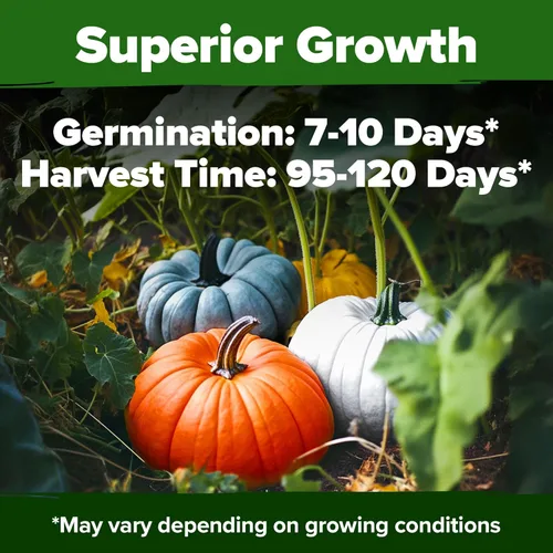 Miniatura 6 de HOME GROWN Semillas de calabaza 5 variedades, mezcla de 40+ reliquia sin OMG, alta germinación, campo de Connecticut, azul, blanco y mini calabazas
