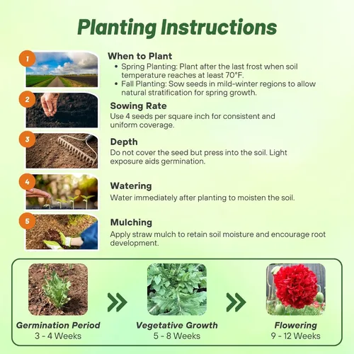 Miniatura 4 de Outsidepride Semillas de peonía y amapola para plantar, 5,000 piezas anuales, tolerantes a la sequía y fáciles de cultivar semillas de flores Rojo