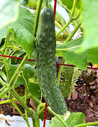 TomorrowSeeds - Semillas de pepino japonesas largas sin eructos - Más de 50 unidades - para plantar Kyuri 2026 Verde oscuro Premium Cerca de pepinos