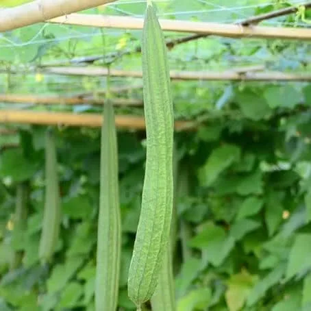 Miniatura 2 de The Rike 20 Semillas Luffa Acutangula Seeds Angulada Luffa Ridge Gourd Turai Chinese Okra Plato Paño Calabaza, Calabaza Estriada, Muop Huong