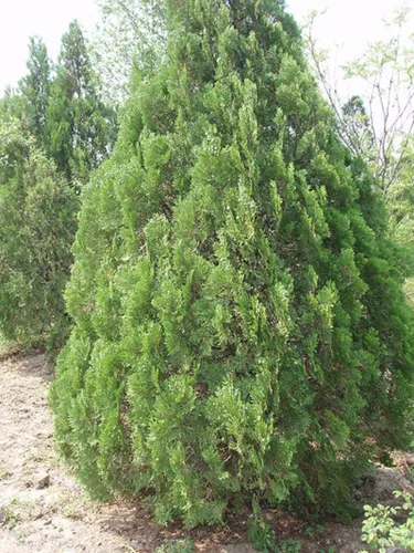 Miniatura 2 de 40 Semillas de árboles orientales de arborvitae para plantar - Platycladus orientalis