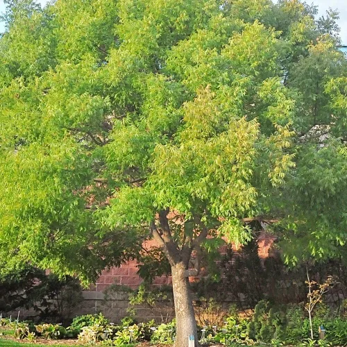 Miniatura 3 de Pistache chino, caducifolio, árbol de sombra, tolerante a la sequía, resistente, tamaño mediano, tasa de crecimiento media, altura del árbol de 1-2