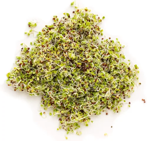 Miniatura 4 de Semilla de brote de alfalfa orgánico certificado – marca Handy Pantry – semillas de alta germinación comestibles - jardinería, cultivos