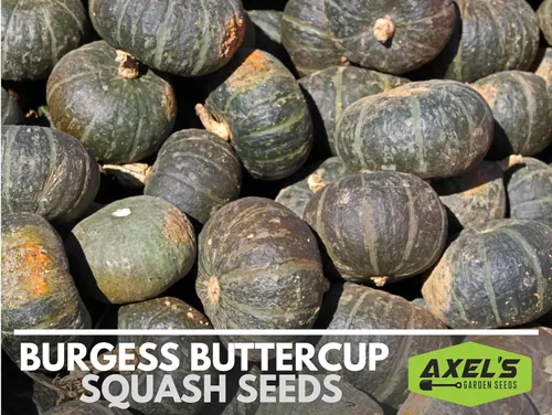 Miniatura 6 de Semillas de calabaza de invierno para plantar – Planta y cultiva calabaza Burgess Buttercup – Instrucciones para plantar un jardín de verduras