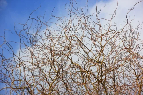 Miniatura 3 de Willow Trees Gold Curly - Árboles atractivos de buena suerte de rápido crecimiento - Este para cultivar árboles de paisaje, jardín o patio.