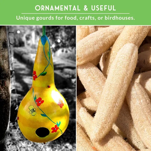 Miniatura 5 de Semillas de calabaza de lufa y Dipper para plantar – Colección de semillas de esponjas y calabazas ornamentales Luffa – Paquete variado de reliquia