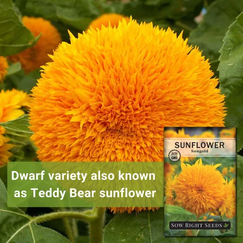 Miniatura 3 de Sow Right Seeds - Semillas de girasol enano Sungold para plantar - Paquete de reliquia sin OMG con instrucciones para cultivar - Variedad corta