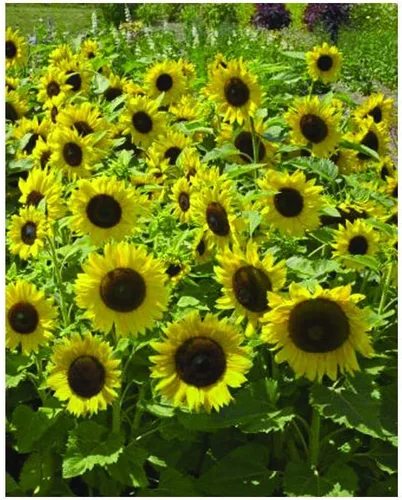 Miniatura 11 de Park Seed Semillas de girasol de oso de peluche gigante, flores dobles esponjosas de 8 pulgadas, variedad de primavera fácil de cultivar, ideal