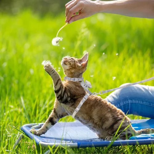 Miniatura 5 de TIESOME Juego de arnés y correa para gato, arnés ajustable degradado para gatito, arnés a prueba de escapes con correa para caminar al aire libre