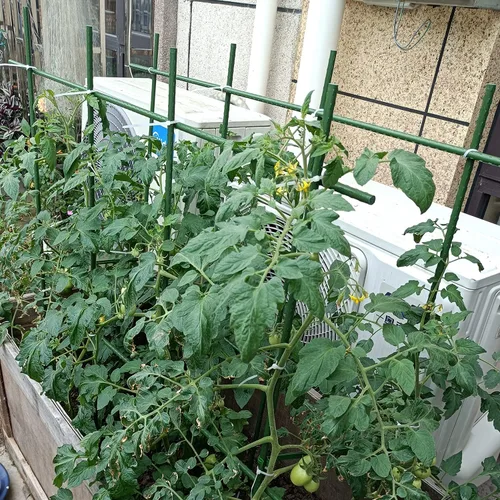 Miniatura 3 de Estacas de jardín resistentes de 4 pies y 48 pulgadas para plantas, soporte de estacas de tomate para verduras, paquete de 20