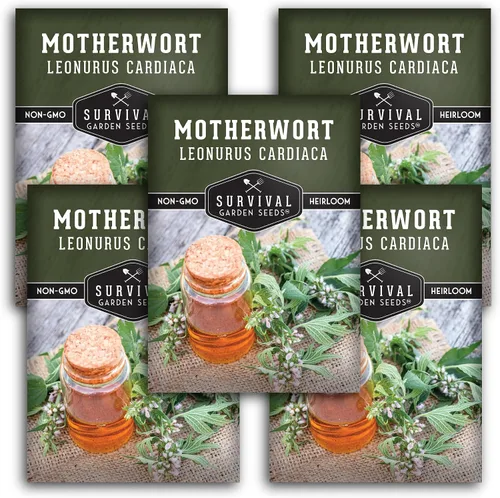 Miniatura 12 de Semillas Motherwort para plantar, Leonurus Cardiaca, hierba medicinal para jardines de boticario y apoyo de polinizadores, semillas de jardín