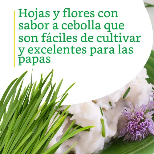 Miniatura 3 de Bonnie Plants Cebollino - Paquete de 4 plantas vivas, perennes en las zonas 3 - 10, sin OMG, ideal para ensaladas, sopas, papas y más