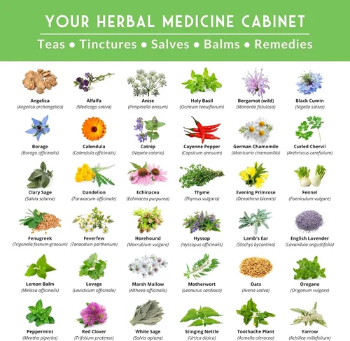 Miniatura 3 de Paquete de Variedad de Semillas de Hierbas Medicinales Ultimate – 36 Hierbas Curativas Heirloom sin OGM para Plantar Kit de Jardín de Bienestar