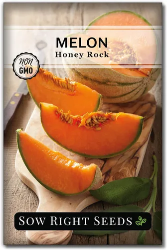 Sow Right Seeds - Semillas de melón Honey Rock para plantar - Paquete de reliquia sin OMG con instrucciones para plantar un huerto casero - Cultiva