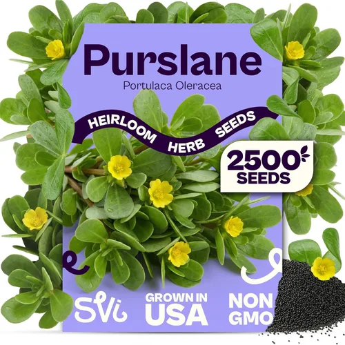 Miniatura 22 de SVI 2000 semillas de albahaca genovesa (Ocimum basilicum) - Paquetes de semillas de albahaca dulce - Semillas aromáticas de hierbas culinarias