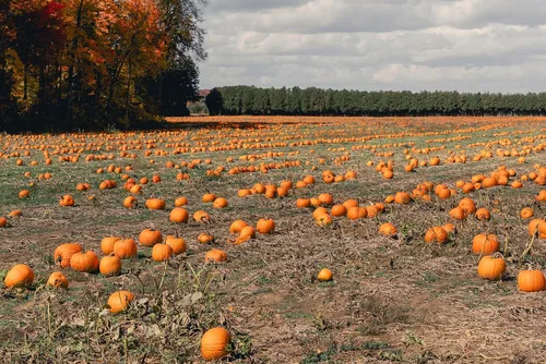 Miniatura 8 de Semillas de calabaza a granel para plantar, 1 libra, más de 4,000 semillas tradicionales sin OMG, semillas de calabaza de alta germinación