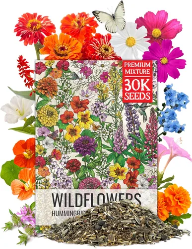 Miniatura 9 de Seed Needs Mezcla de semillas de girasol para plantar Sunset Blend 7 variedades Más de 1000 semillas Helianthus Annuus Heirloom Semillas de flores