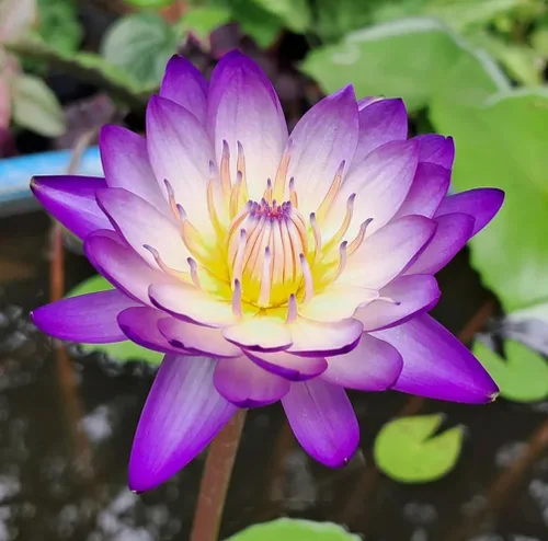 Miniatura 4 de 35 piezas Tazón de semillas de loto mezclado lirio de agua para plantar agua Características Bonsai Lotus Flower Interior Exterior Jardín Estanque