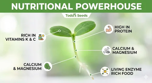 Miniatura 4 de Todd’s Seeds - Semillas germinadas de alfalfa premium 100% libres de químicos - Fáciles de cultivar, perfectas semillas de alfalfa a granel