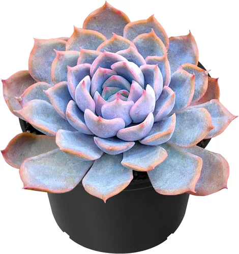 Miniatura 8 de Sprout N Green Sedum Dorado, Sedum adolphi, Mini suculenta viva totalmente enraizada en maceta de inicio de 2 pulgadas con mezcla de tierra, planta