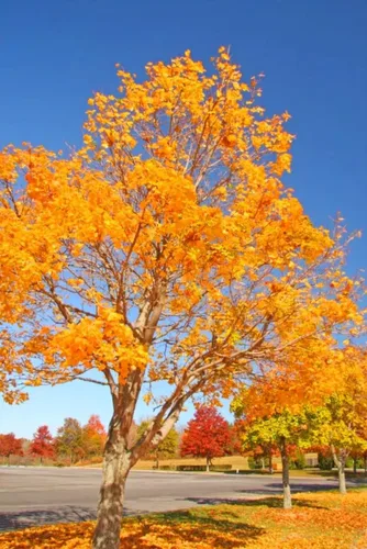 60 semillas de árbol de arce de azúcar premium, Acer Saccharum Northern Deciduous Rock Maple Seeds para colores otoñales