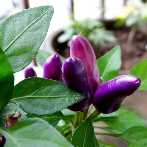 Miniatura 5 de Pimiento de chile enano Little Blue más de 30 semillas para plantar sin OMG