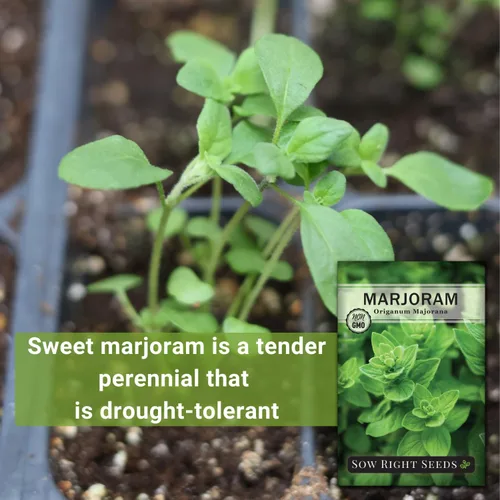 Miniatura 3 de Sow Right Seeds - Semillas de mejorana para plantina - Paquete de reliquia sin OMG con instrucciones para cultivar un hermoso jardín de hierbas