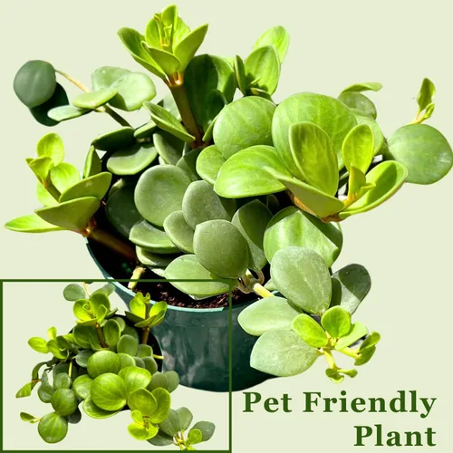 Miniatura 4 de Peperomia - Planta viva en maceta de 4 pulgadas, planta viva Peperomia Hope, purificadora de aire natural para interiores, plantas vivas